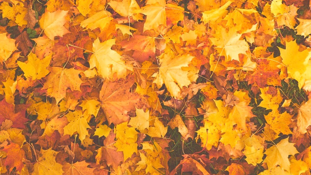 Autumn Beauty Edit AW19